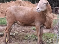 كبش, Katum sheep — الصورة 2