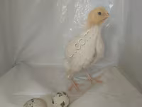 Quails — ფოტო 3