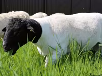 मेढ़ा, Kuibyshev sheep — फ़ोटो 5