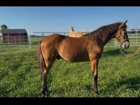 حصان, Rocky Mountain Horse — الصورة 4