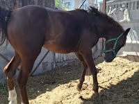 Hengst, Arabian horse — Foto 8
