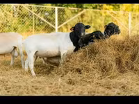 मेढ़ा, Dorper sheep — फ़ोटो 5