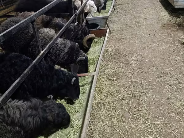 Ram, Sheep