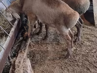 ცხვარი, West-Siberian mutton sheep — ფოტო 3