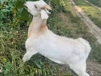 თხა, თხები — ფოტო 3