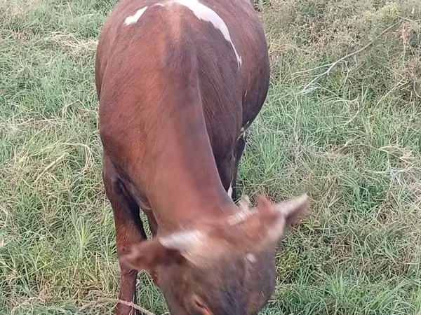 Bull, Cattle