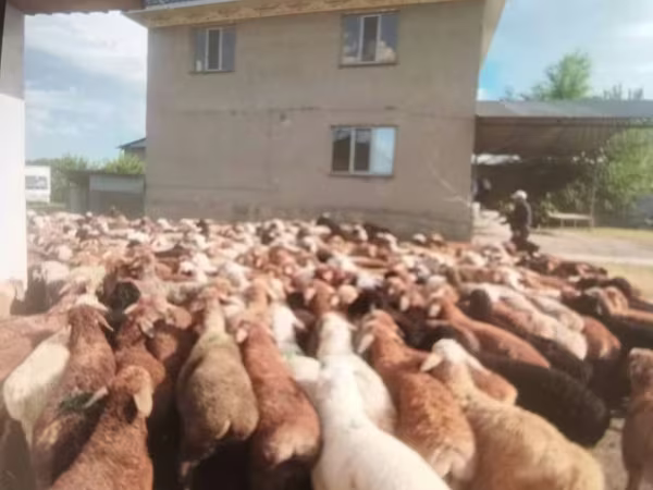 Ram, Sheep