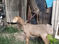 मेढ़ा, Edilbay sheep — फ़ोटो 6
