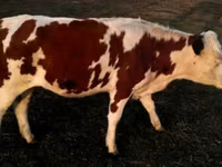 ხარი, Swiss cattle — ფოტო 3