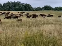 Ram, Sheep — photo 1