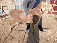 Ram, Sheep — photo 4