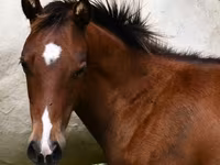 حصان, Quarter Horse — الصورة 2