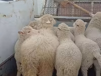 ცხვარი, Merino sheep — ფოტო 5