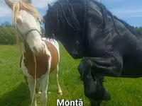 Horse (M), Friesian — photo 1
