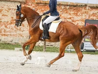 حصان, Friesian sport horse — الصورة 5