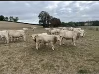 ثور, Charolais cattle — الصورة 3