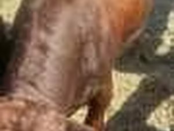 母牛, Cattle
