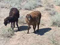 Ram, Edilbay sheep — photo 1