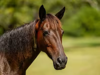 კვიცი, American paint horse — ფოტო 6