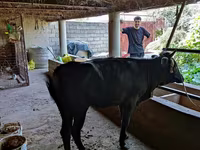 गाय, मवेशी — फ़ोटो 5