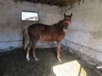 Horse (M), Thoroughbred horse — photo 2