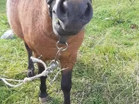 Hengst, American shetland pony — Foto 2