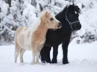 घोड़ा, American shetland pony — फ़ोटो 5