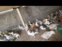 Chickens — फ़ोटो 2