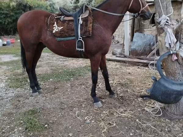 Hengst, Thoroughbred horse