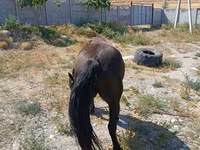 Yegua, Skyros Pony — foto 4