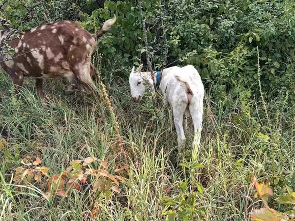 თხა, Nubian Goat