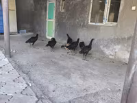 Chickens — ფოტო 7