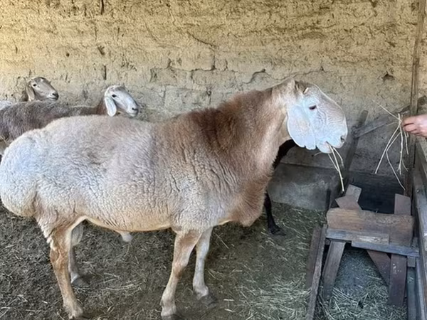 Ram, Hissar sheep