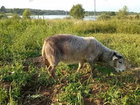 Goat, Kejobong goat — photo 4