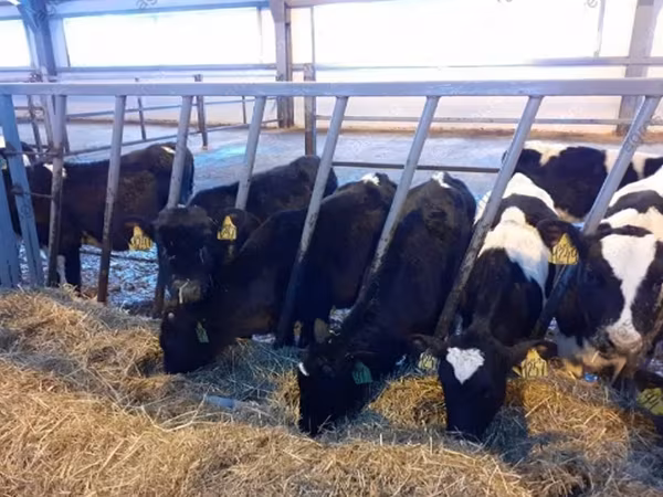 Toro, Raza Holstein