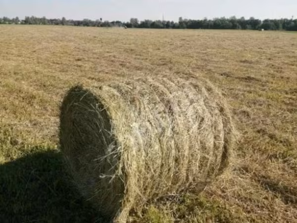 Сено