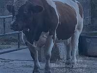 Toro, Men-anju — foto 5