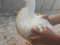 Domestic Muscovy — photo 2