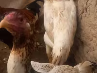 Chickens — الصورة 1