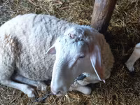Ram, Awassi sheep — photo 4