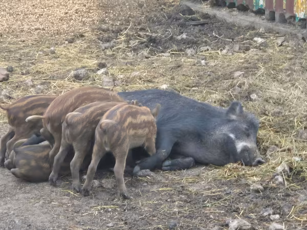 Säue, Schweine