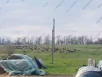 ვერძი, Romanov sheep — ფოტო 4