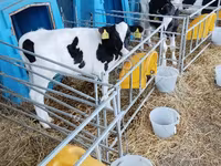 公牛, Holstein breed — 照片 2