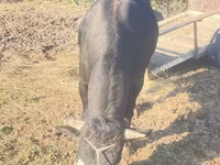 Toro, Ganado vacuno — foto 5