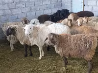 Oveja, Tian-Shan semifinewool sheep — foto 5