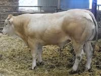 Toro, Blonde d’Aquitane cattle — foto 2