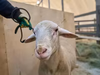 Ram, Lacaune sheep — photo 2