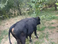 सांड, लाल बिना सींग वाली गाय — फ़ोटो 6