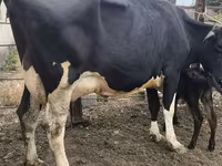 母牛, Russian Black pied cattle — 照片 2