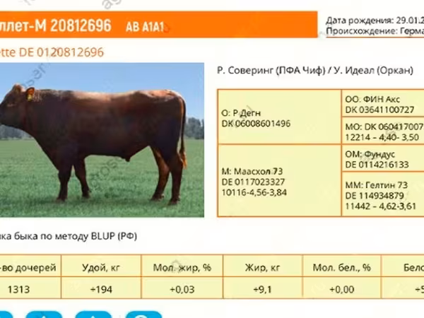 Bull, Aberdeen-Angus